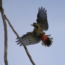 딱따구리 이미지