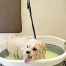 hododog(호도독) 이미지