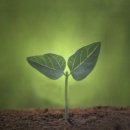 한낮의 꿈 이미지