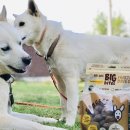 Big Dog(빅독) 이미지