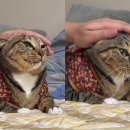 고양이집사 이미지