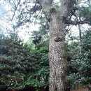 푸조와곰솔 이미지