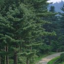 잣향기푸른숲 축령백림관 이미지