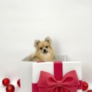 파인댕스 이미지