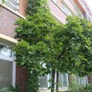 오리초등학교 이미지