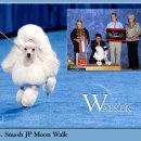 AKC's Weekly Wins Gallery - April 21 이미지