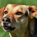 이쁜멍멍이 이미지