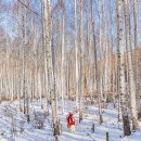 자작나무숲정상 이미지