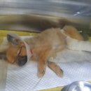 쪼꼬동물메디컬센터 이미지