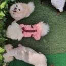 개좋은날 이미지