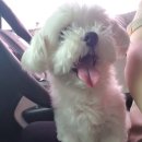 까망 곰 젤리 이미지