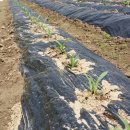 대학찰옥수수 이미지