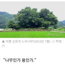 의령 칠곡면 신포리 느티나무 이미지