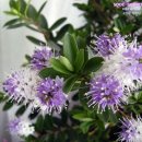 헤베(HEBE) 이미지