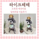 라이크테테 | 오목천 애견 미용 라이크테테 / 예민 쫄보 실버 푸들 미용 후기