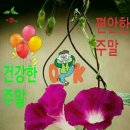 사랑의꽃배달 Daum카페