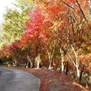 한천자연휴양림 이미지