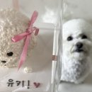 프레젠독(present dog) 이미지