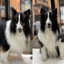 펫바스로 동탄 이미지