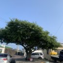 스테이 바미 이미지