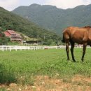 연천승마공원 이미지