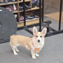 동의대학교 국가안전정책대학원 | 고학력이 고급식단으로 이어지는가?:영양적 아이러니에 대한 비판적 고찰