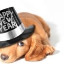 댕댕클라스 이미지