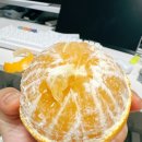 귤이 조아조아_제주 황금향 후기