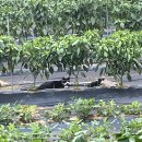 GS25상록건건점 이미지