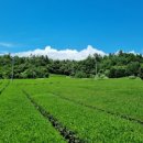 제주도 서귀포 관광지 제주 오설록 티뮤지엄 녹차밭 이미지