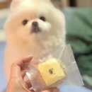 여시까까 네이버블로그