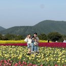 열무열차 | 제주 아기랑 가볼만한곳, 무조건 강추! 보롬왓 4월 튤립축제 입장료 및 깡통열차 이용 후기❤️