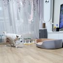 만안평생교육센터_상 | 영주 애견훈련소 강아지 분리불안 방문교육 받은 믹스견 &#39;또리&#39; 후기