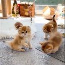 캣스토리 이미지