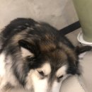 오르치그로치 이미지