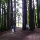 고목나무 이미지