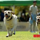 춘천애견체험박물관 이미지