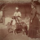 1901년 조선 토종개의 모습 이미지