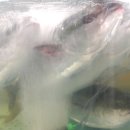 뉴해모수 이미지