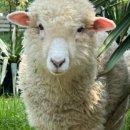 성인목장 이미지