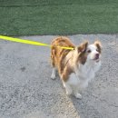 돔호텔 | 라페스타강아지호텔웨스턴돔애견호텔픽업후기