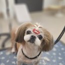 빠몽(PAWMONG) 이미지