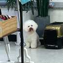 댕댕월드&퍼피 이미지