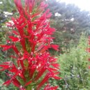 여름꽃농장 이미지