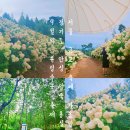 좌운 저수지 언덕 간이화장실 | 곳 경기도 꽃구경 9월 10월 축제 일정 안성 죽산 용설저수지 용설 구월의 유럽 수국 축제 애견동반 가능