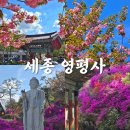 세종 영평사 겹벚꽃 철쭉 실시간 및 주차정보