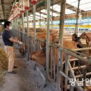 한우 이미지