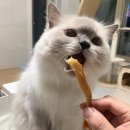 도도한 개냥이 이미지