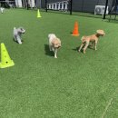 스퀘어독스 서산점 이미지