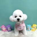 스타애견미용 티스토리